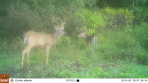 WI Trophy Buck at Turtle Creek Outfitters